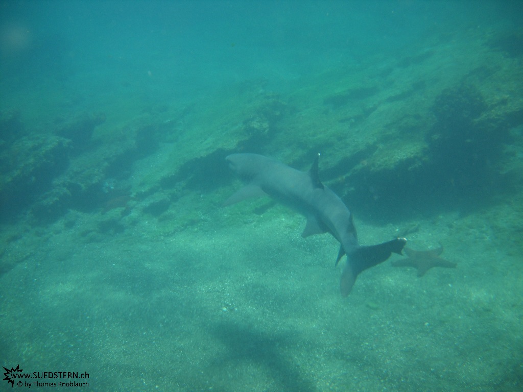 Shark - Underwater Galapagos 2010 -DSCN5812